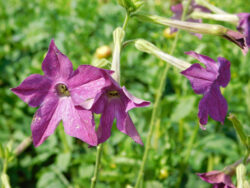Nicotiana purple perfume
